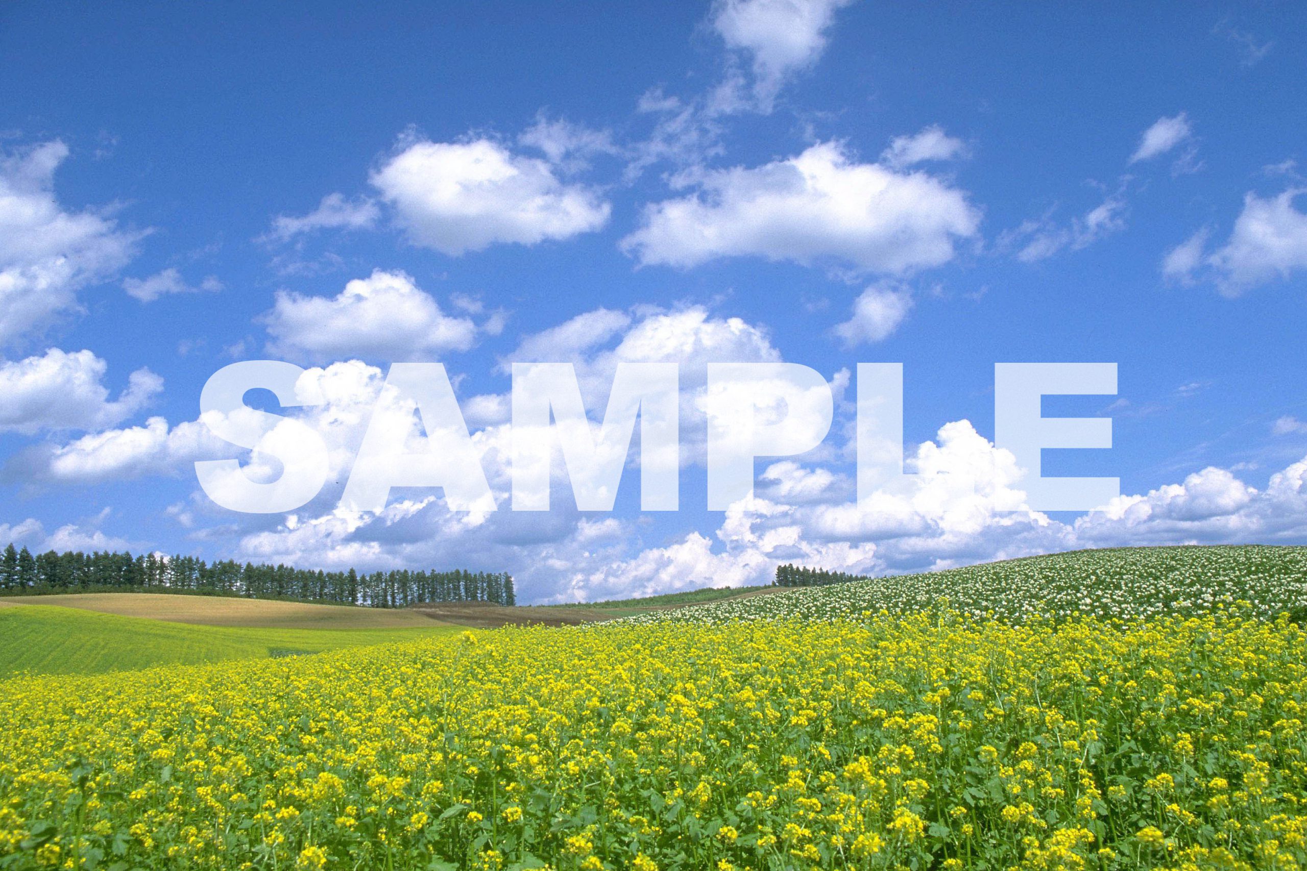 ブログ　noImage確認用